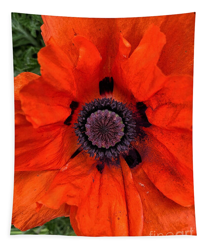 Red Tapestry featuring the photograph Oriental Poppy by Jeanette French