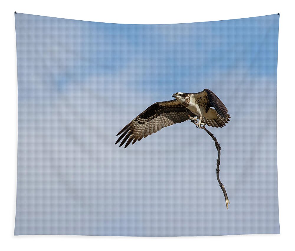 Osprey Tapestry featuring the photograph Osprey 2020-1 by Thomas Young