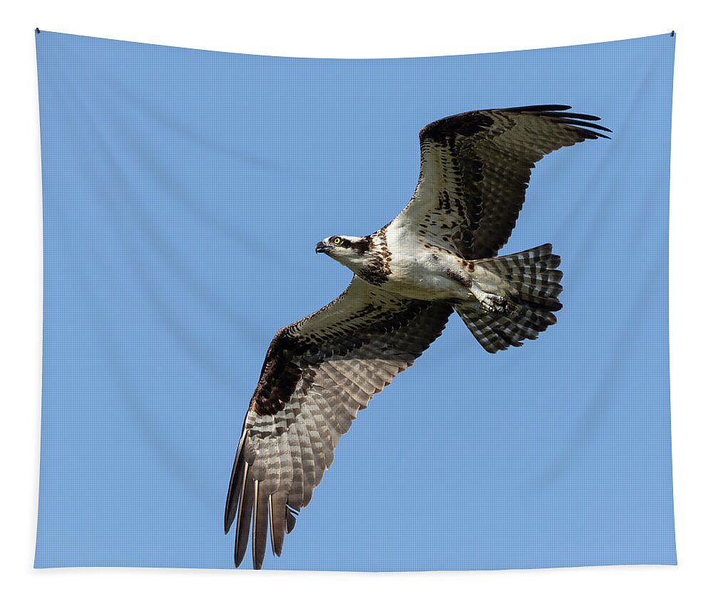 Osprey Tapestry featuring the photograph Osprey 2021-1 by Thomas Young