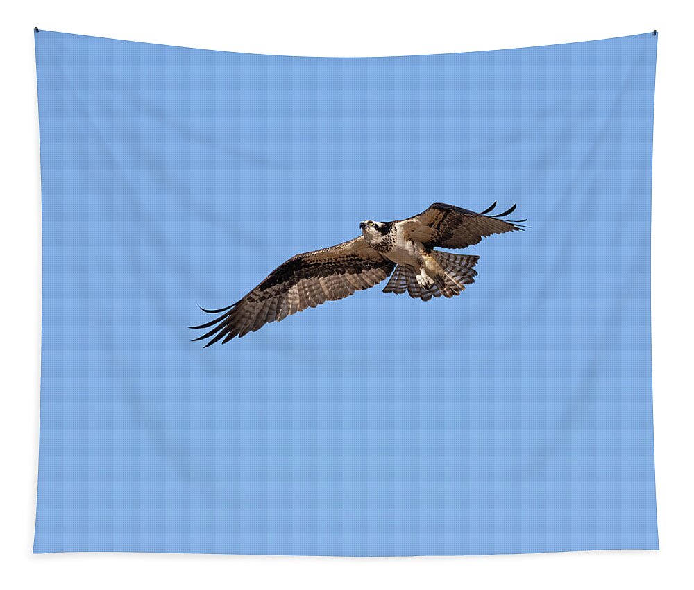 Osprey Tapestry featuring the photograph Osprey 2022-1 by Thomas Young