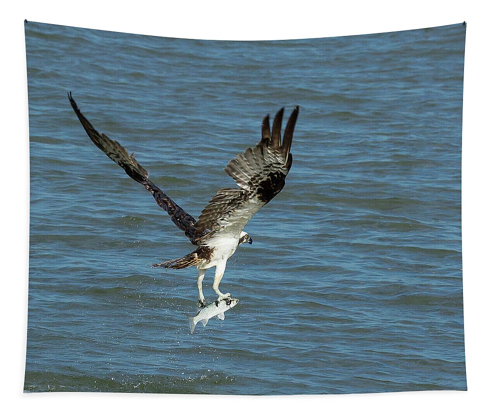 Osprey Tapestry featuring the photograph Osprey Goes Fishing 2 by Patricia Schaefer