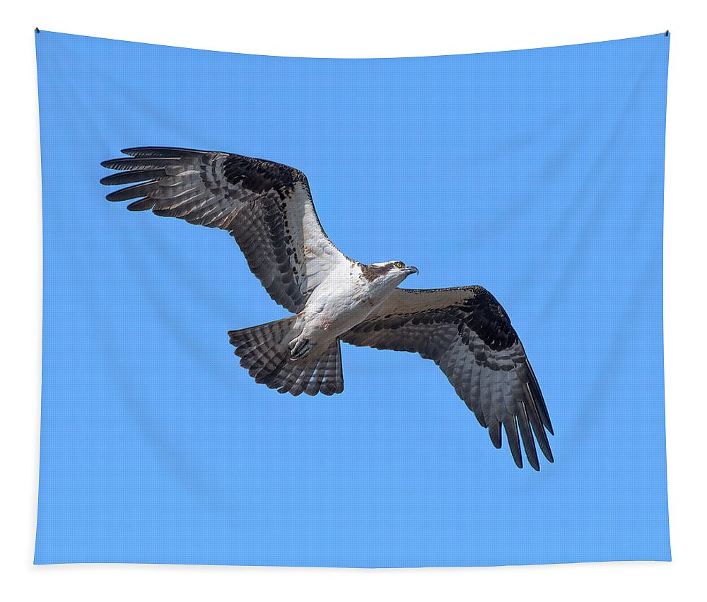 Nature Tapestry featuring the photograph Osprey in Flight DRB0282 by Gerry Gantt