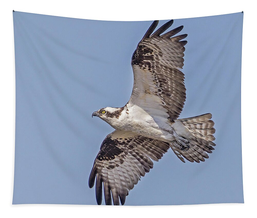 Osprey Tapestry featuring the photograph Osprey In Flight by Susan Candelario