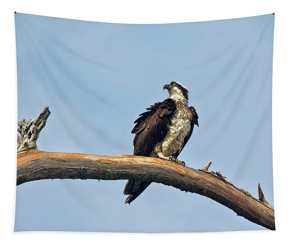 Osprey Tapestry featuring the photograph Osprey Perched Above White Oak River in the Croatan by Bob Decker