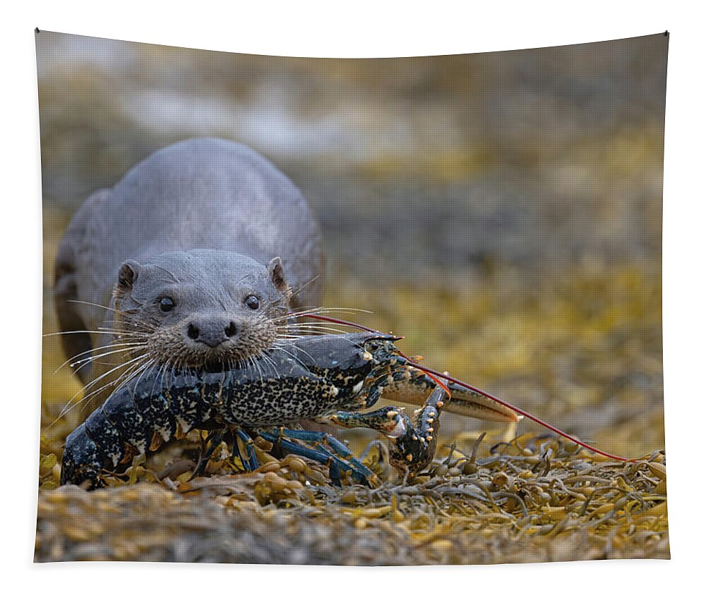 Eurasian Tapestry featuring the photograph Otter Bringing Ashore A Lobster by Pete Walkden