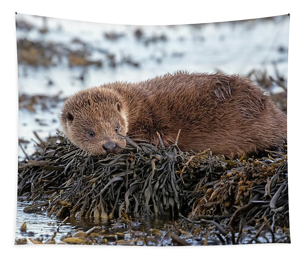 Otter Tapestry featuring the photograph Otter Cub On Seaweed by Pete Walkden