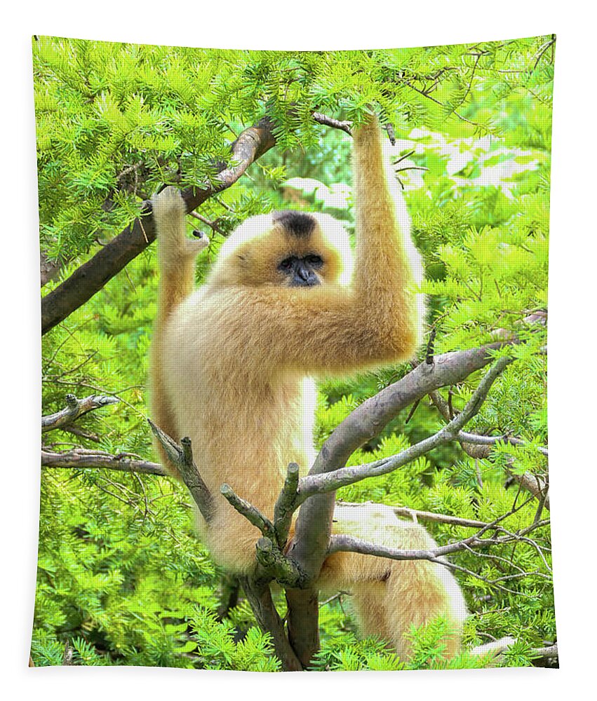 Gibbon Tapestry featuring the photograph Over the shoulder look by Bentley Davis