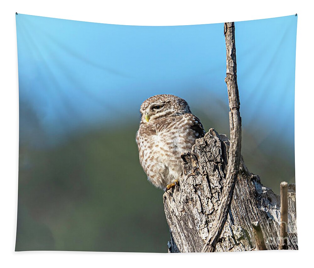 Animal Tapestry featuring the digital art Owl on a stump by Pravine Chester