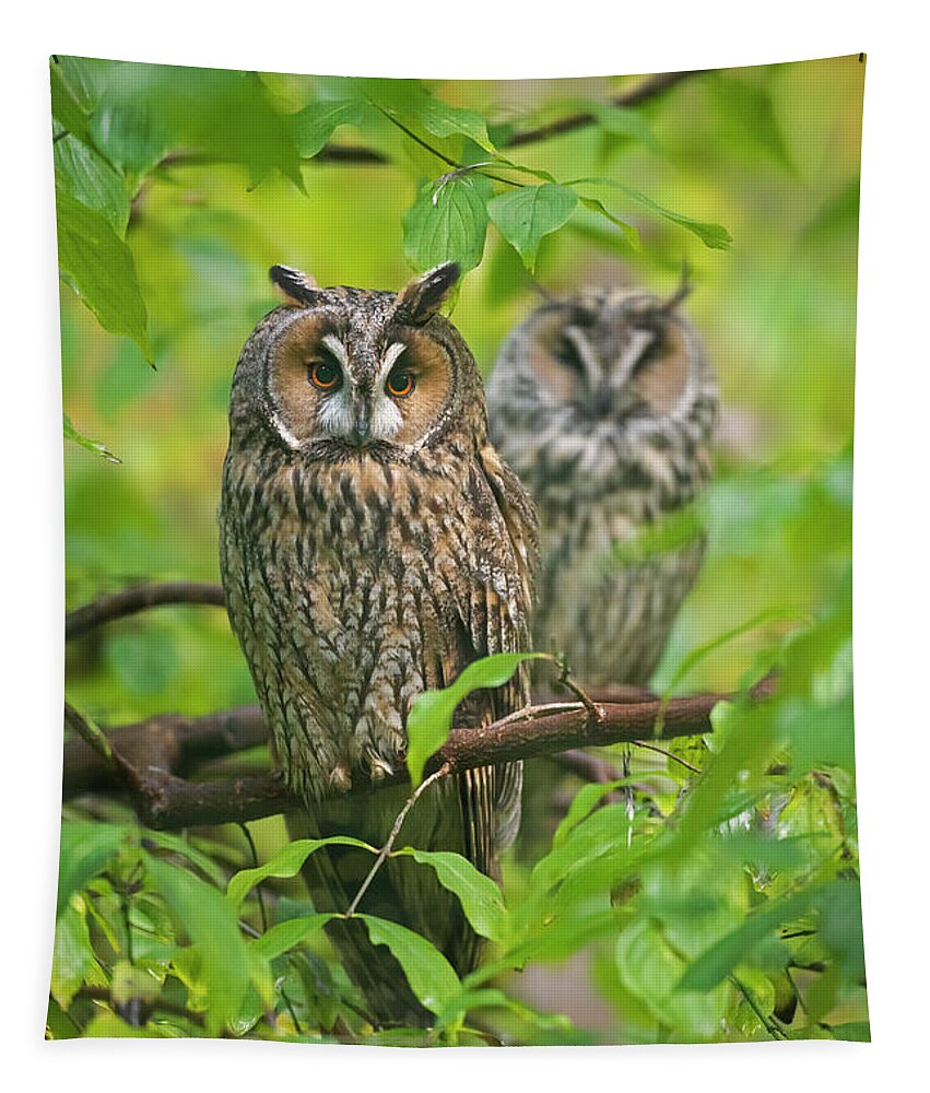 Two Tapestry featuring the photograph Owl Pair in Tree by Arterra Picture Library