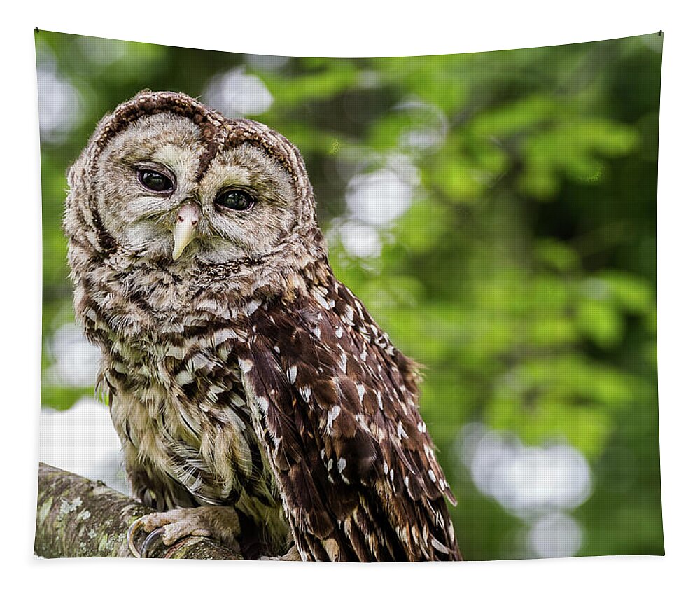 Raptors Owl Tapestry featuring the photograph Owl by Robert Miller