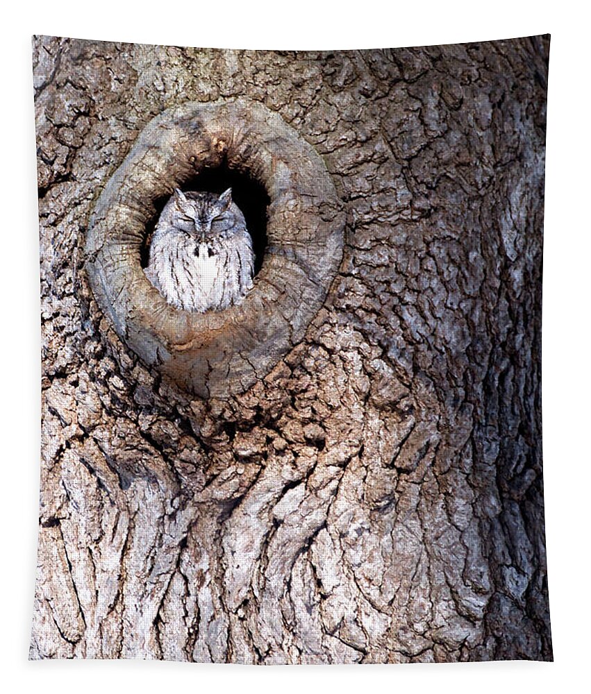 Owl Tapestry featuring the photograph Owl Roosting by Flinn Hackett