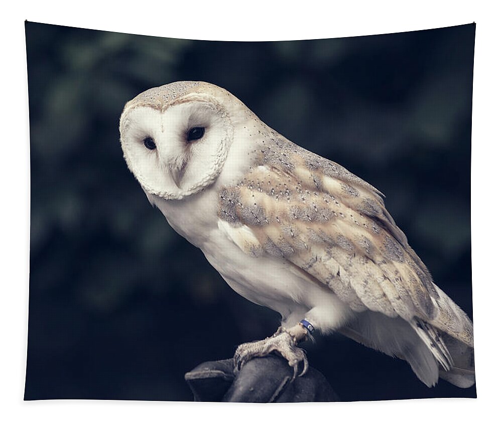 Owl Tapestry featuring the photograph Owl sitting on a glove by Andrew Lalchan
