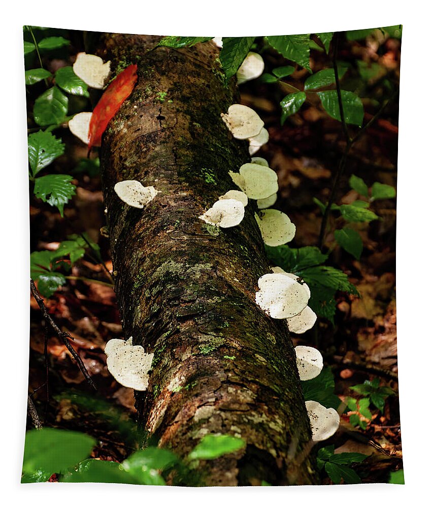 Oyster Mushrooms Tapestry featuring the photograph Oyster Mushrooms by Flees Photos
