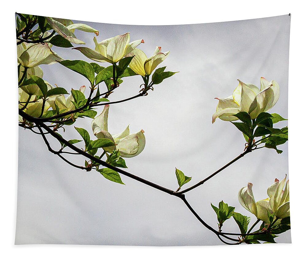 Flowers Tapestry featuring the photograph Pacific Dogwood by Claude Dalley