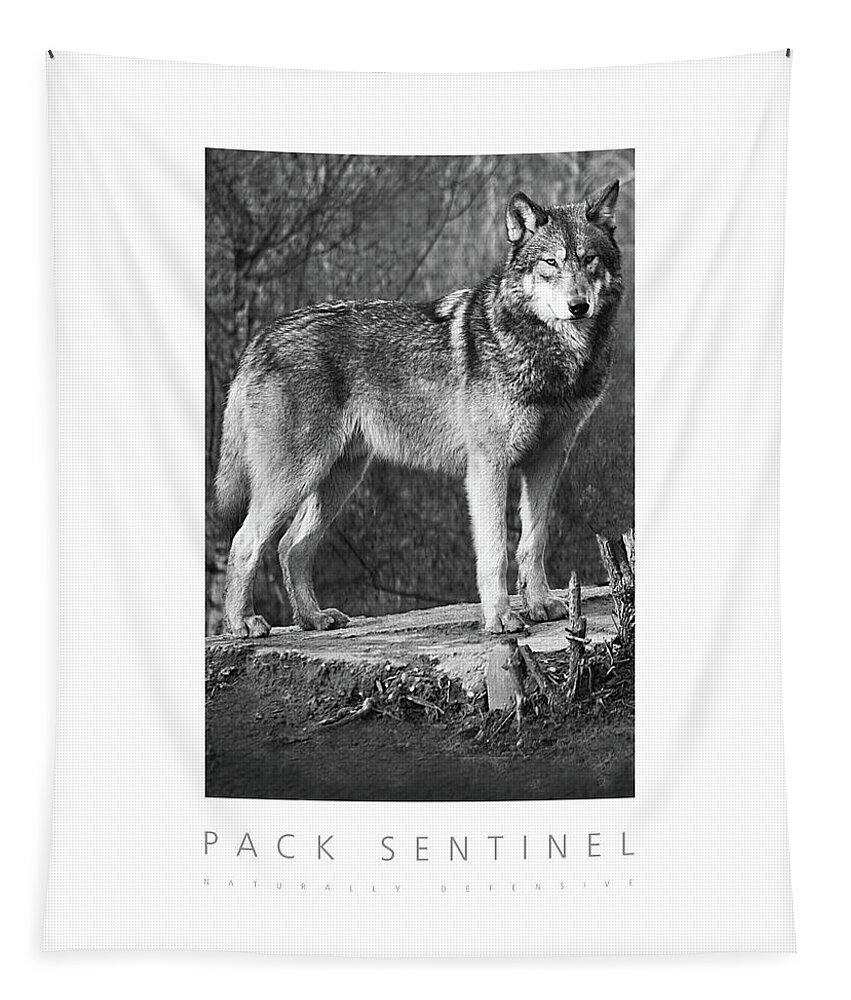 Wolf Tapestry featuring the digital art Pack Sentinel Naturally Defensive Poster by David Davies