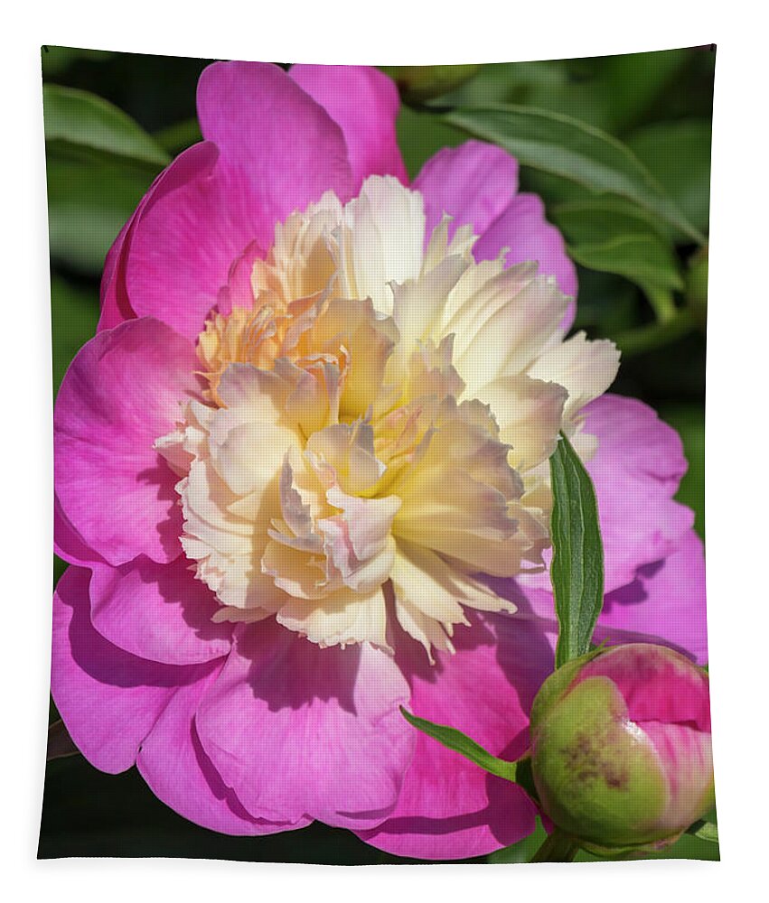 Flower Tapestry featuring the photograph Paeonia Bowl of Beauty by Dawn Cavalieri