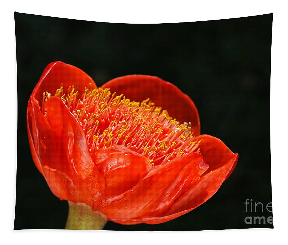 Haemanthus Coccineus Tapestry featuring the photograph Paintbrush Lily Red by Joy Watson