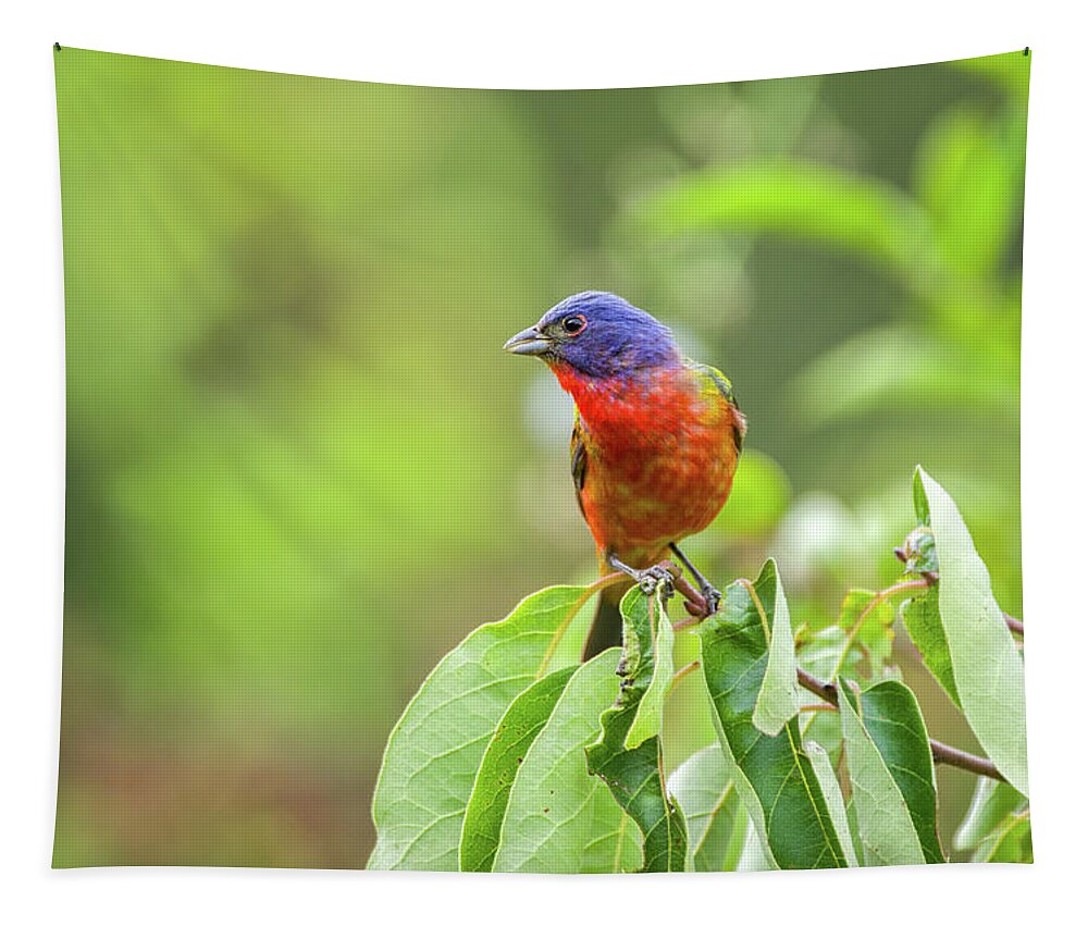 Arkansas Tapestry featuring the photograph Painted Bunting - 1793 by Jerry Owens