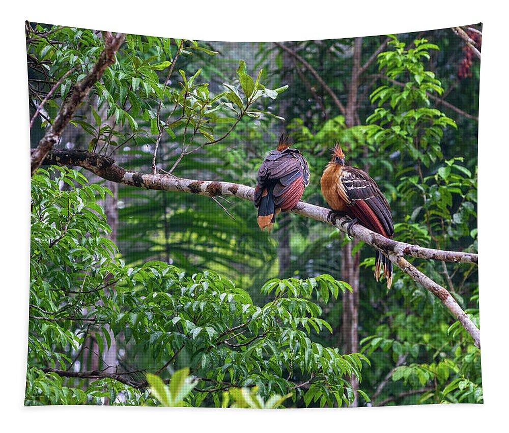 Amazon Tapestry featuring the photograph Pair of Hoatzin birds - Stinkbird by Henri Leduc