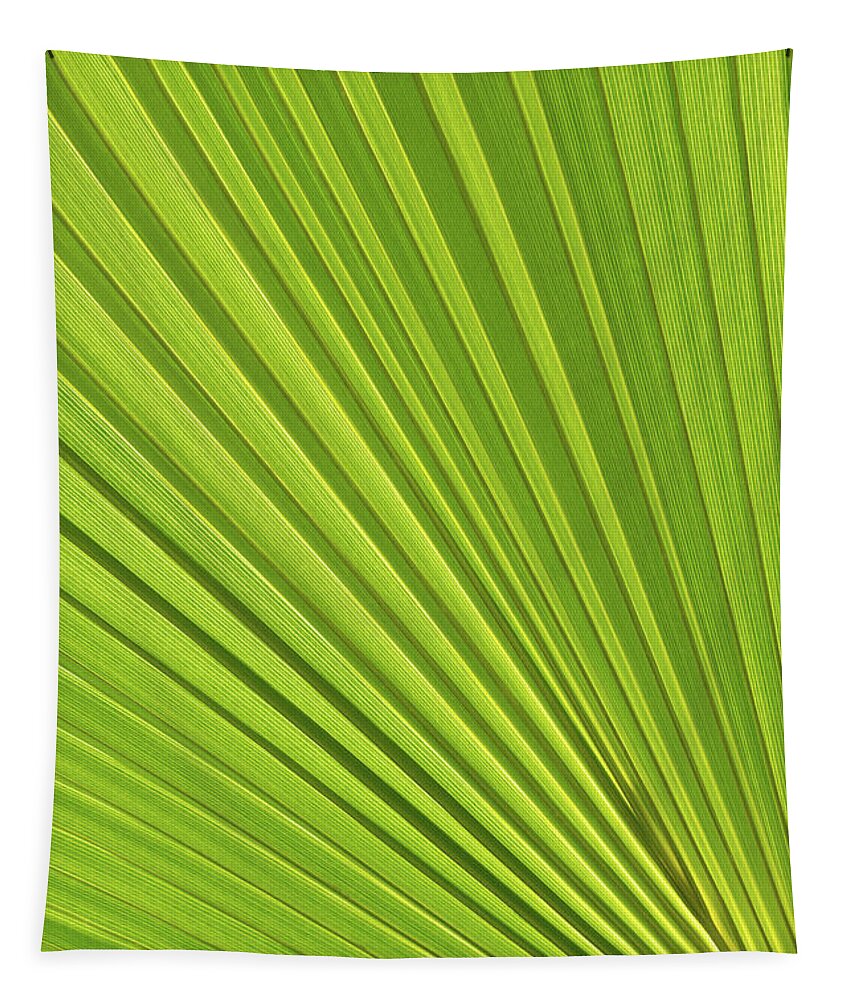 Palm Leaf Tapestry featuring the photograph Palm leaf and Mediterranean sunlight 2 by Adriana Mueller