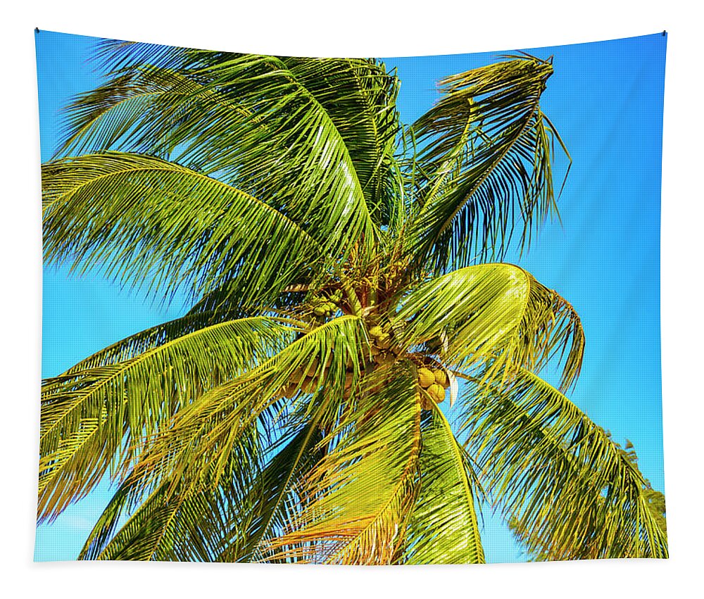 Ckies; Trees; Travel Tapestry featuring the photograph Palm Tree in the Bahamas by AE Jones