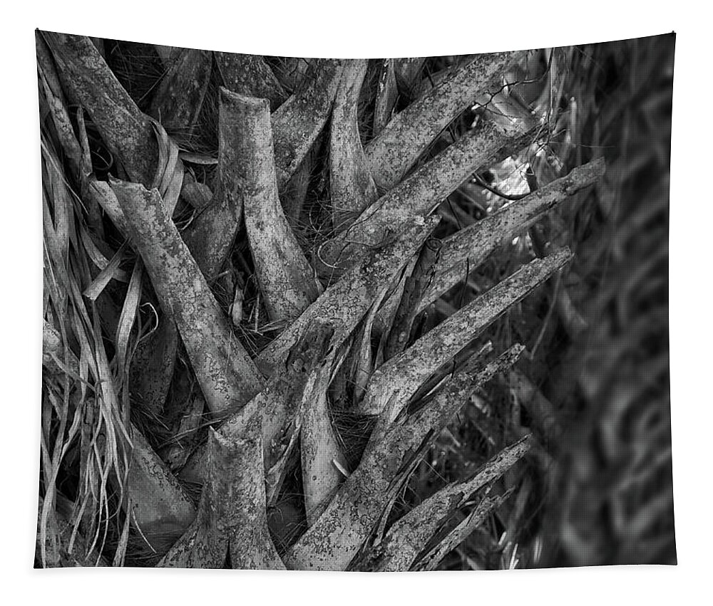 Palm Tree Tapestry featuring the photograph Palm Tree Textures by George Taylor