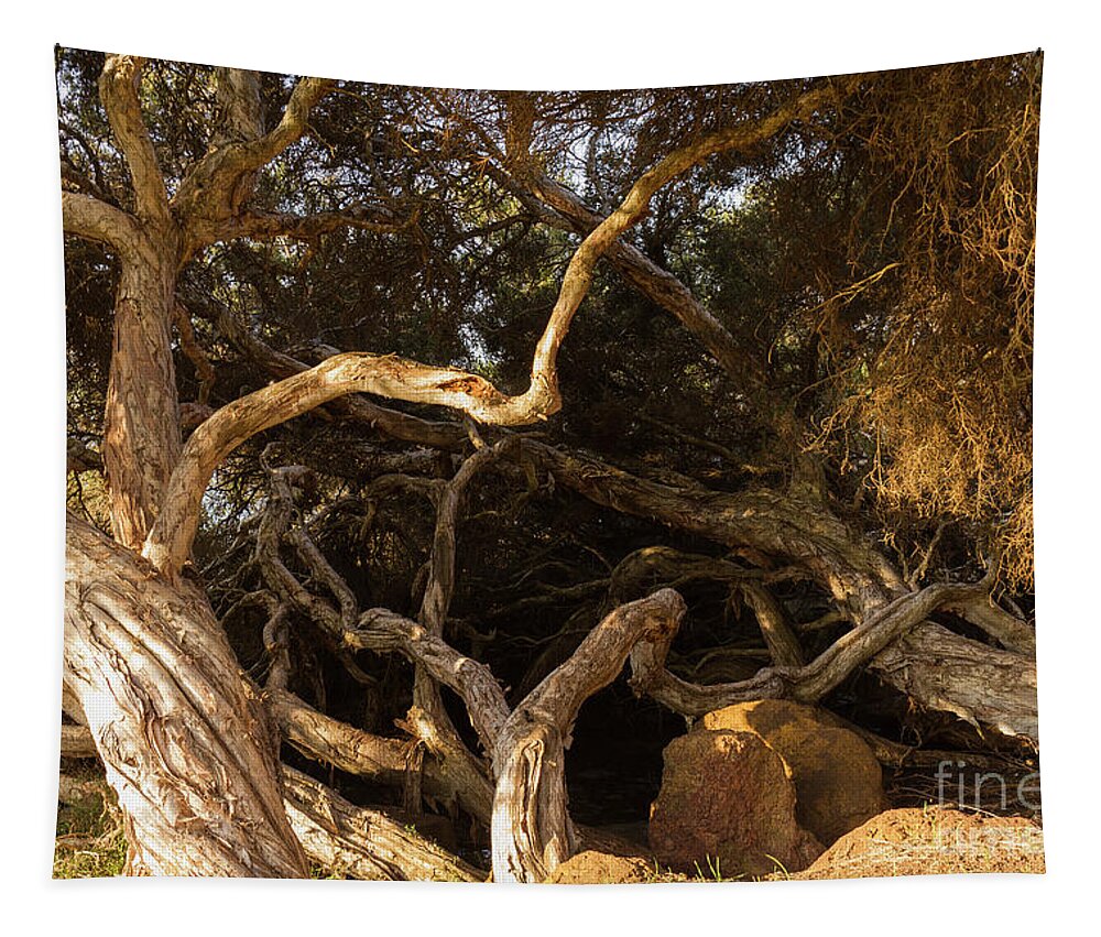 Tree Tapestry featuring the photograph Paperbark Trees by Elaine Teague