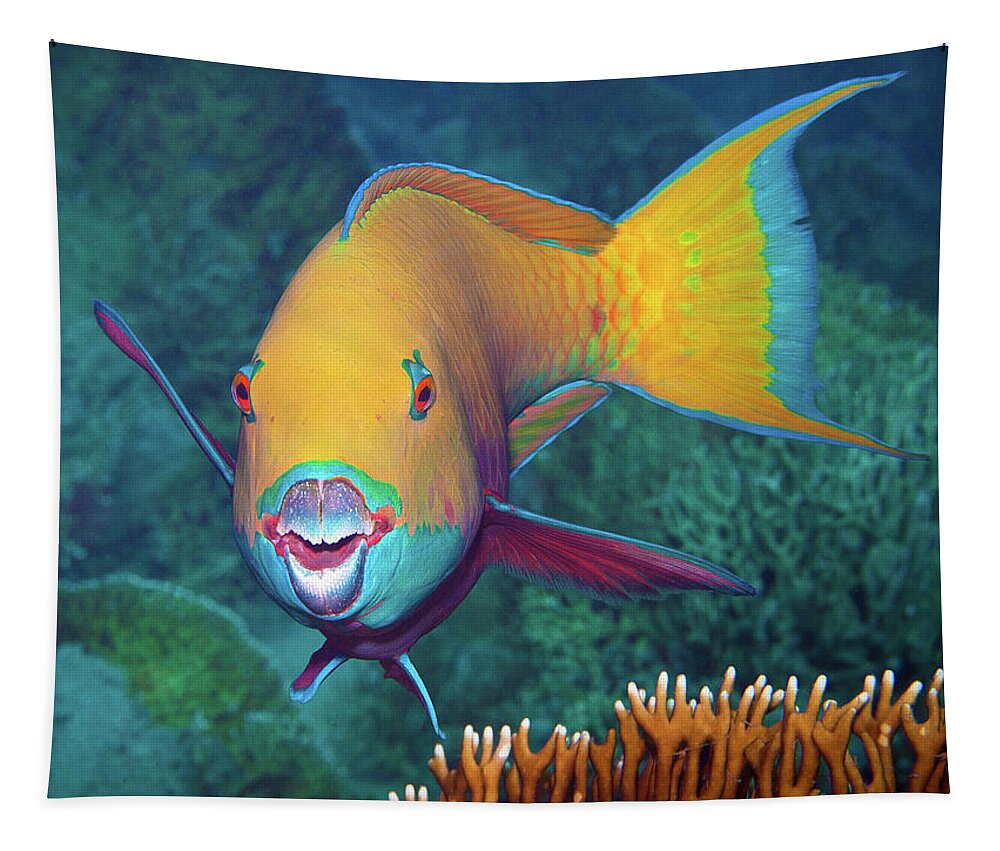 Heavybeak Parrotfish Tapestry featuring the photograph Parrotfish with eye-catching make-up at coral reef - by Ute Niemann