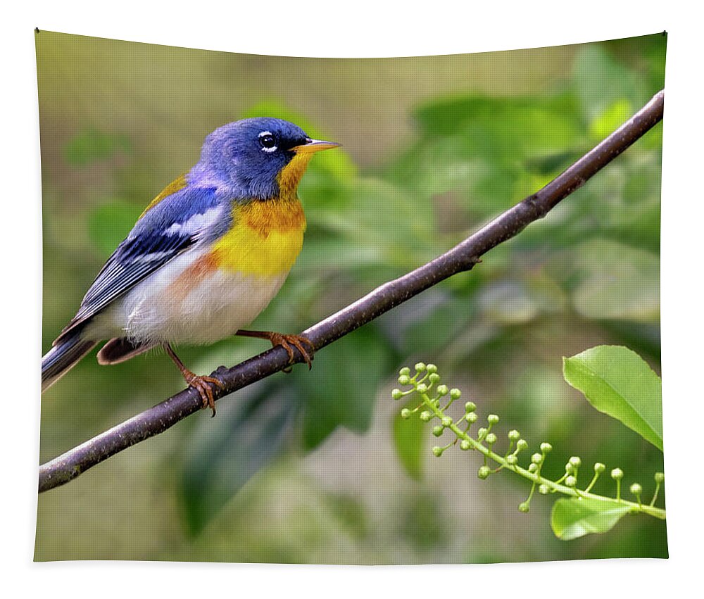 Bird Tapestry featuring the photograph Parula Perch by Art Cole