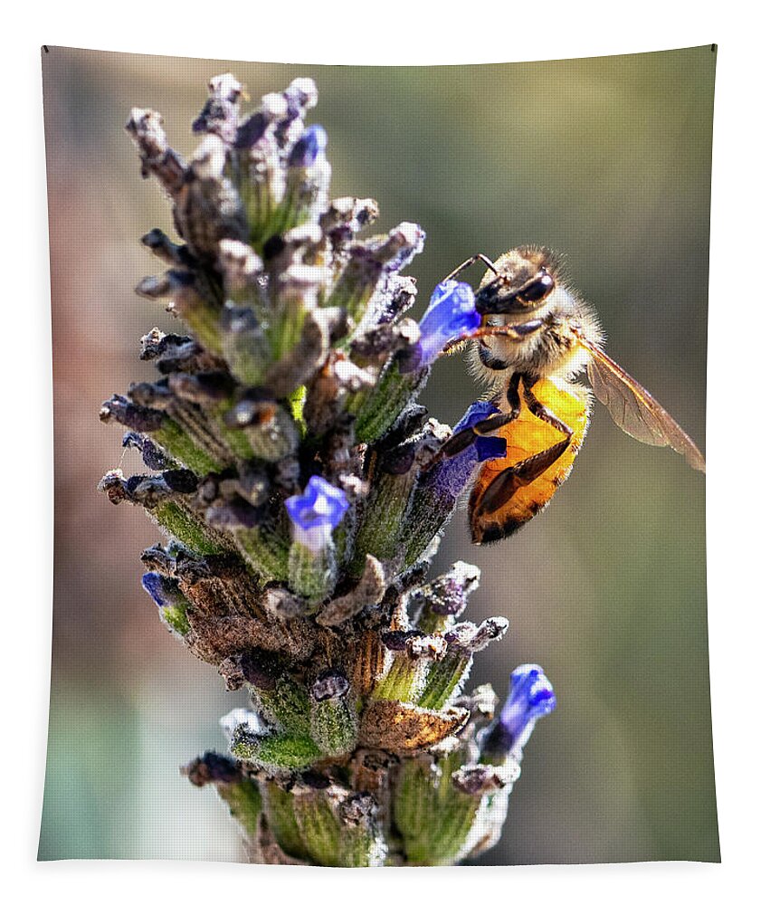 Bee Tapestry featuring the photograph Passing The Whiff Test by Joe Schofield