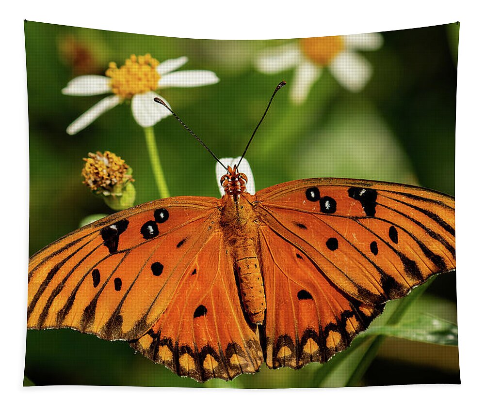 Gulf Fritillary Tapestry featuring the photograph Passion Butterfly warms in the sun by RD Allen