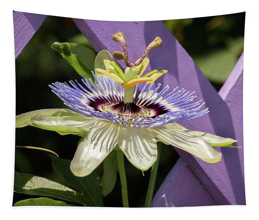 Flora Tapestry featuring the photograph Passion Flower on Lattice by Liza Eckardt