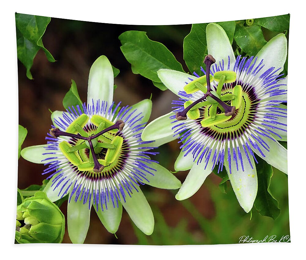Passion Flowers Tapestry featuring the digital art Passion Flowers 09921 by Kevin Chippindall