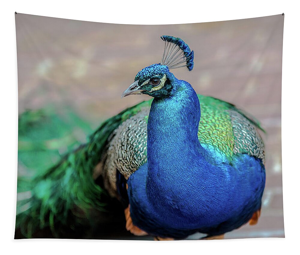 Wings Tapestry featuring the photograph Peacock study by Patricia Dennis