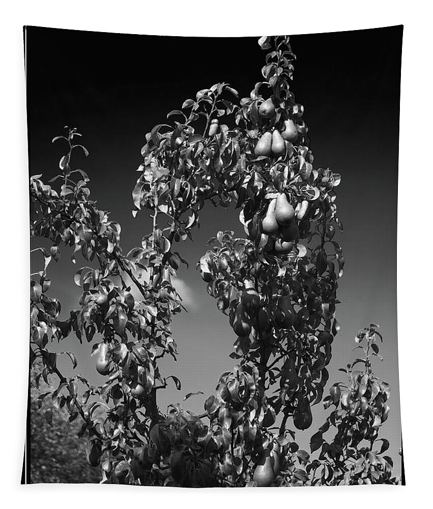 Tree Tapestry featuring the photograph Pear Tree Monochrome by Jeff Townsend