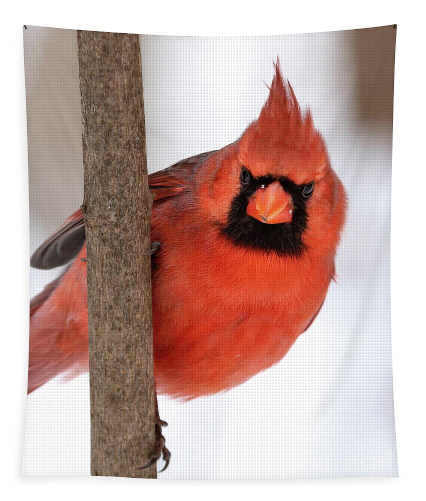 Cardinal Tapestry featuring the photograph Peekaboo by Alyssa Tumale