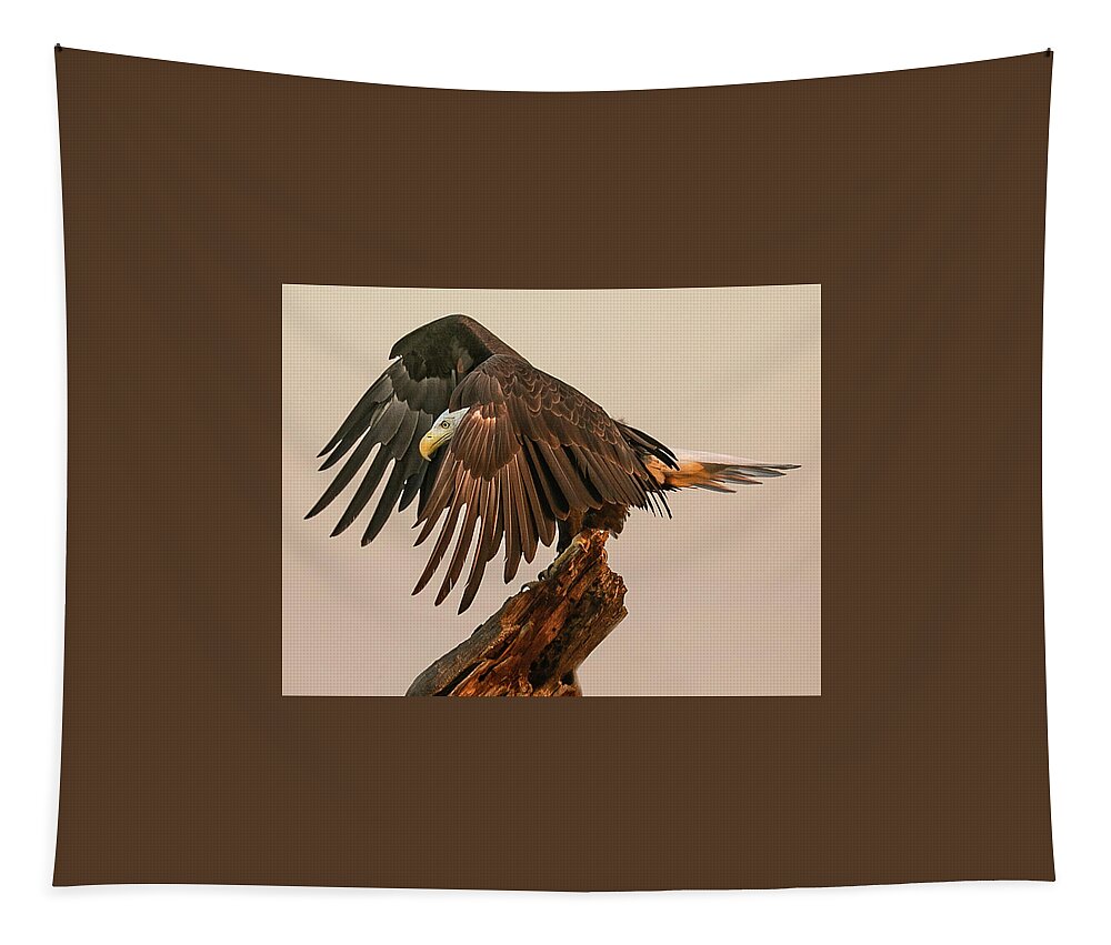 Bald Eagle Tapestry featuring the photograph Peeking Eagle by Dawn Key