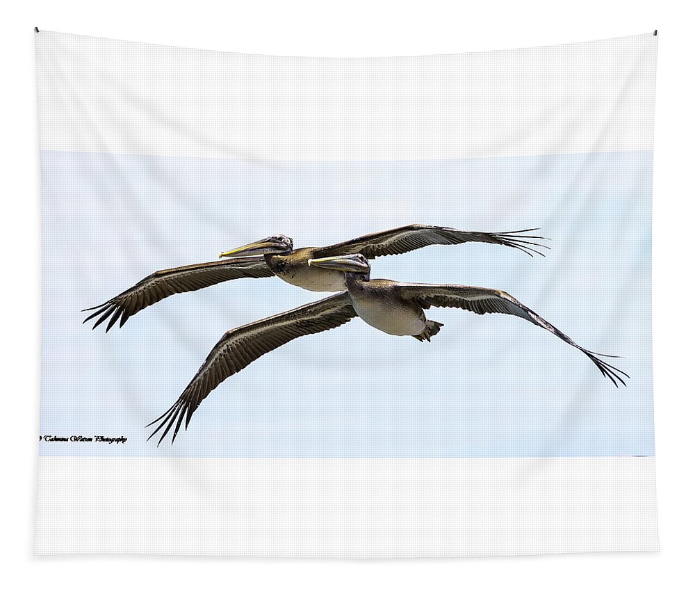 Pelican Tapestry featuring the photograph Pelican Duo by Tahmina Watson