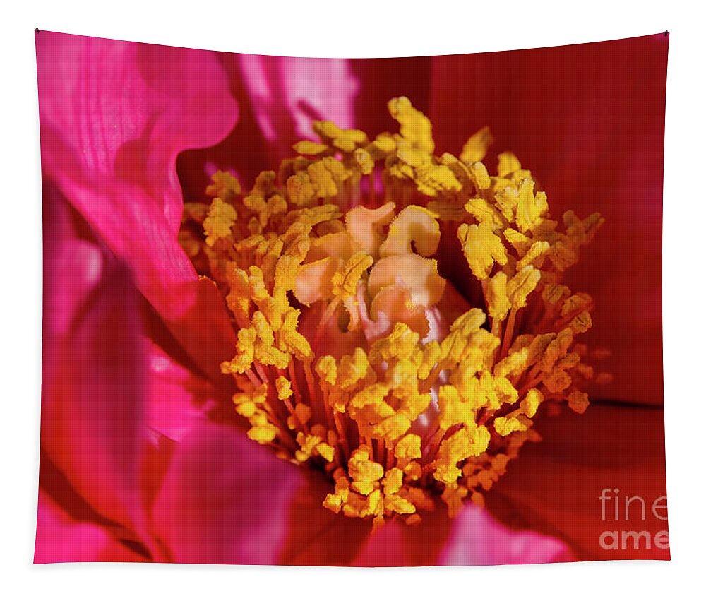 Peony Tapestry featuring the photograph Peony, 2 by Glenn Franco Simmons