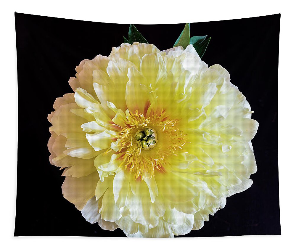 Flowers Tapestry featuring the photograph Peony by David Lee