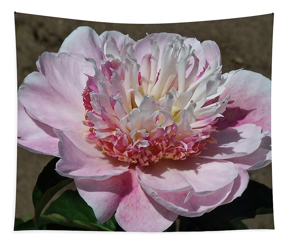 Peony Tapestry featuring the photograph Peony Do Tell by Stephanie Weber