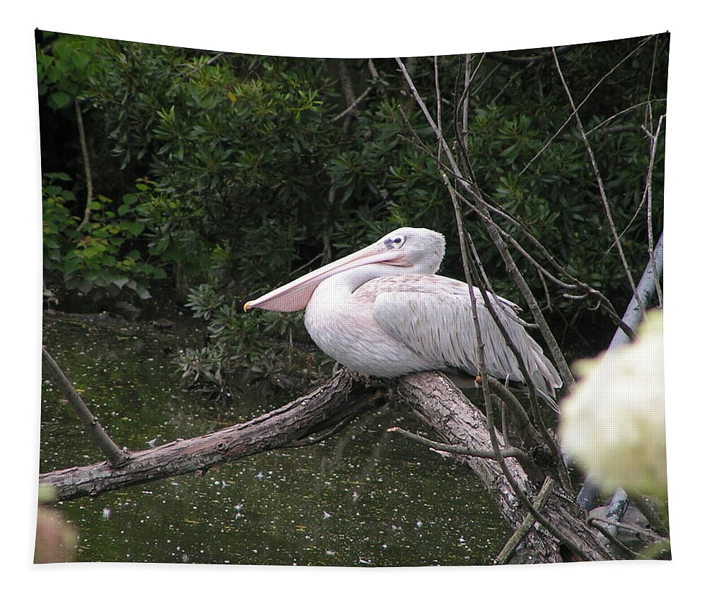 Pelican Tapestry featuring the photograph Perched by Heather E Harman