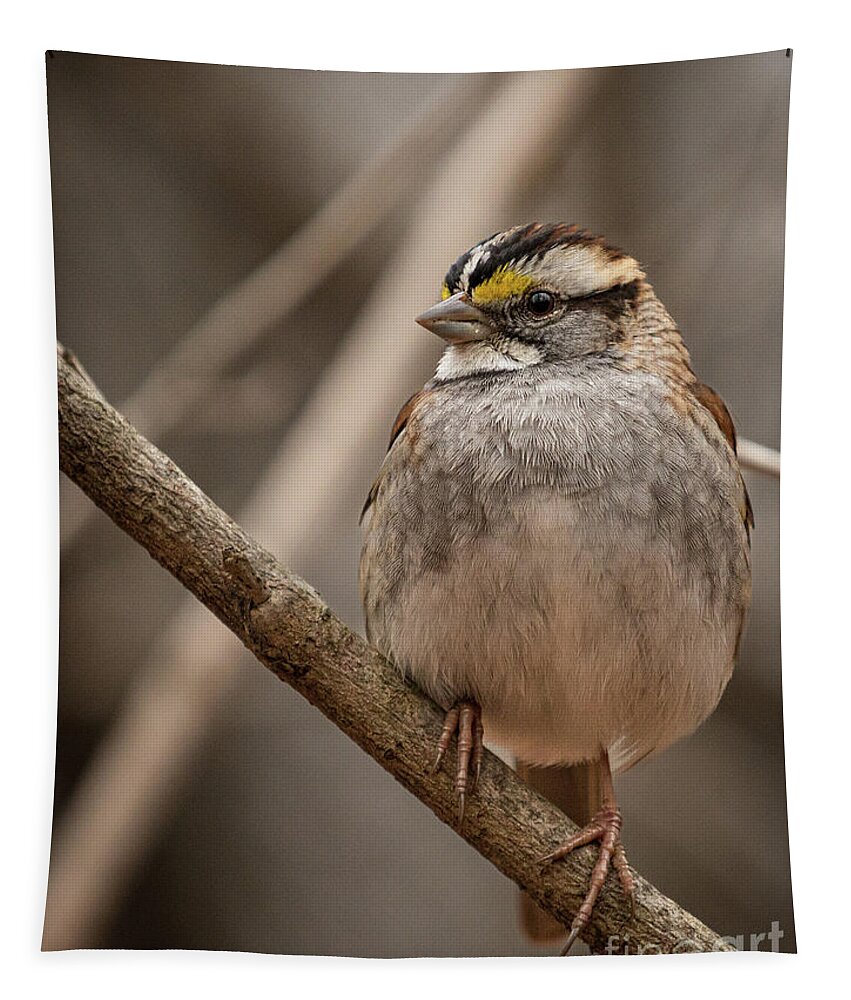 Sparrow Tapestry featuring the photograph Perched III by Alyssa Tumale