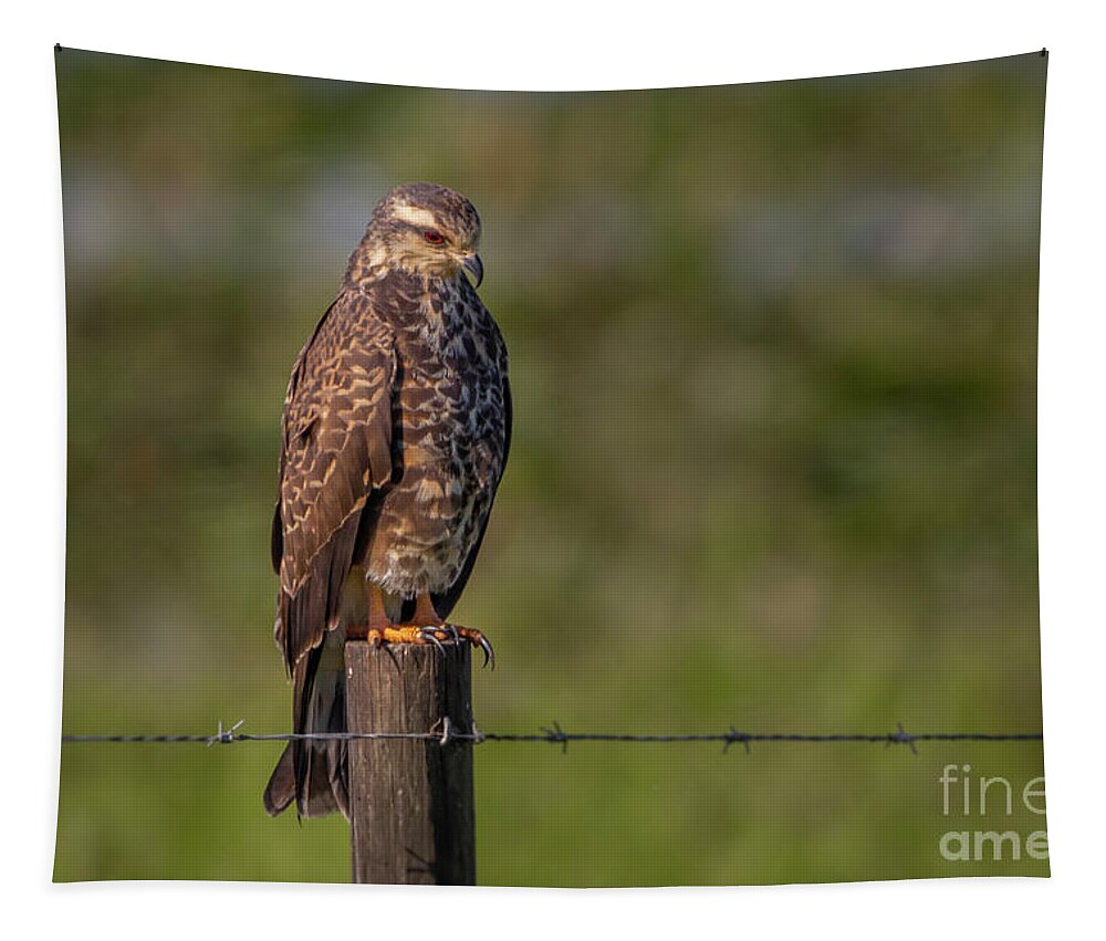 Kite Tapestry featuring the photograph Perched Snail Kite by Tom Claud