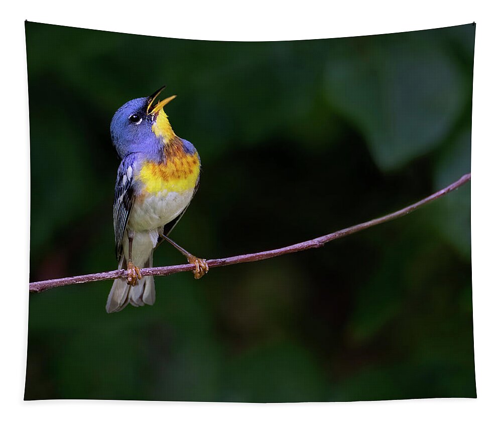 Bird Tapestry featuring the photograph Perula Melodies by Art Cole