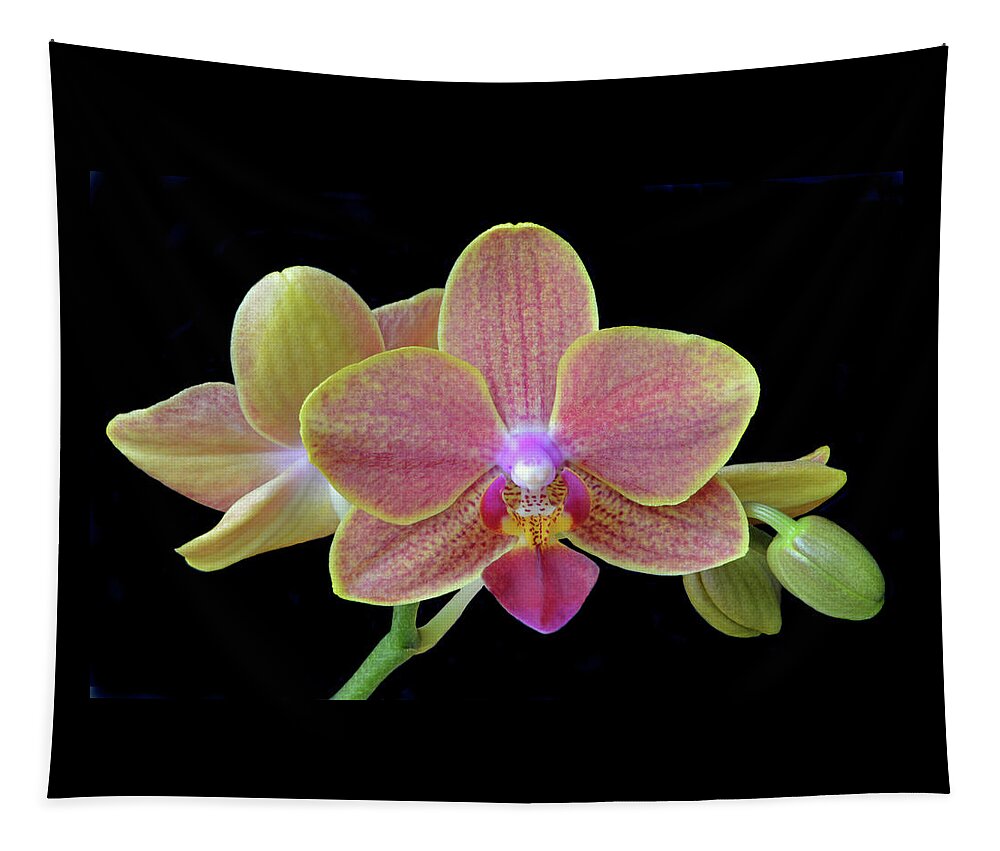 Orchids Tapestry featuring the photograph Phalaenopsis Miniature Orchids by Terence Davis