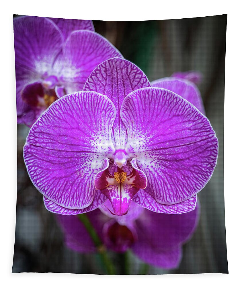 Purple Tapestry featuring the photograph Phalaenopsis Orchid Purple Flower by Artur Bogacki