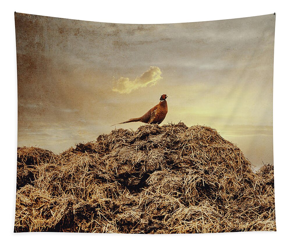 Photography Tapestry featuring the photograph Pheasant at sunset by Yasmina Baggili