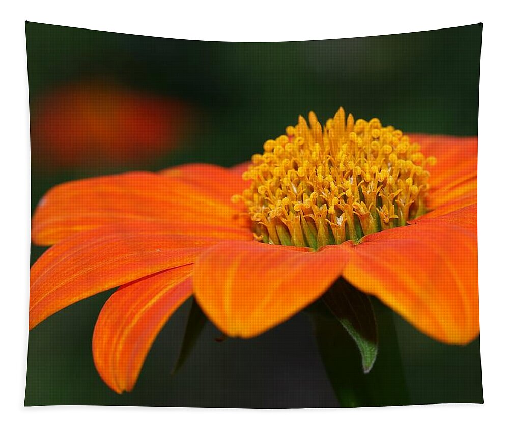Mexican Sunflower Tapestry featuring the photograph Pie of Nectar by Mingming Jiang