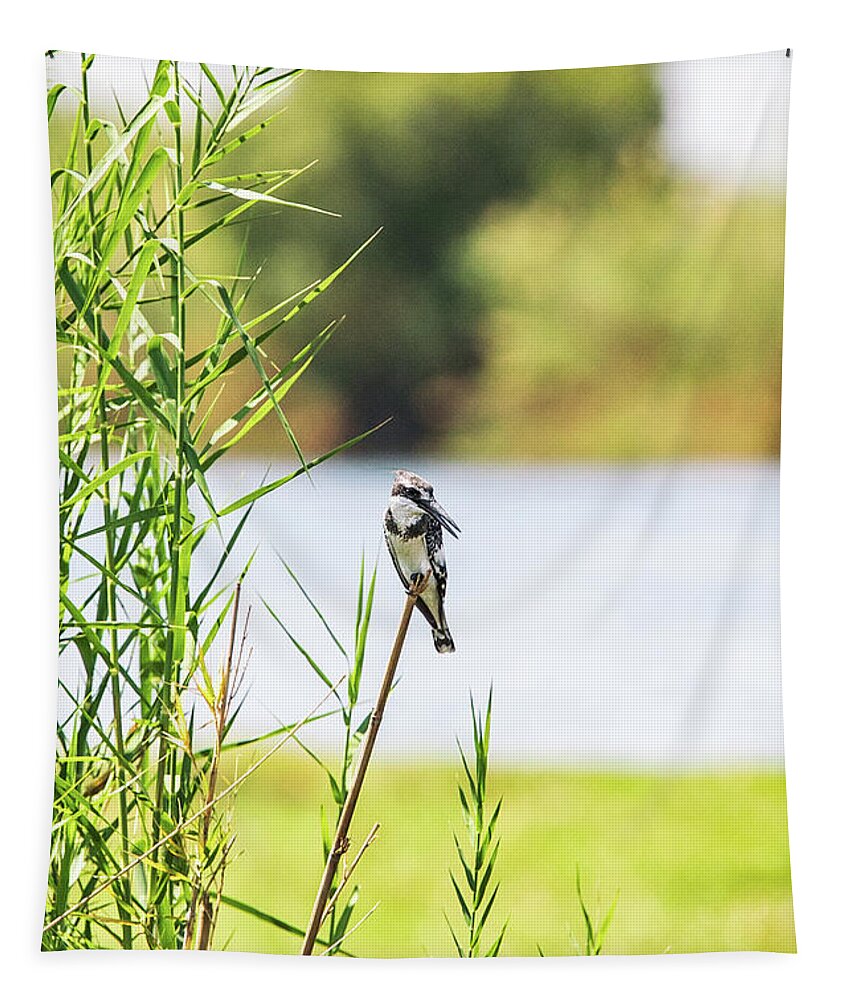 Bird Tapestry featuring the photograph Pied Kingfisher - Botswana by Scott Pellegrin